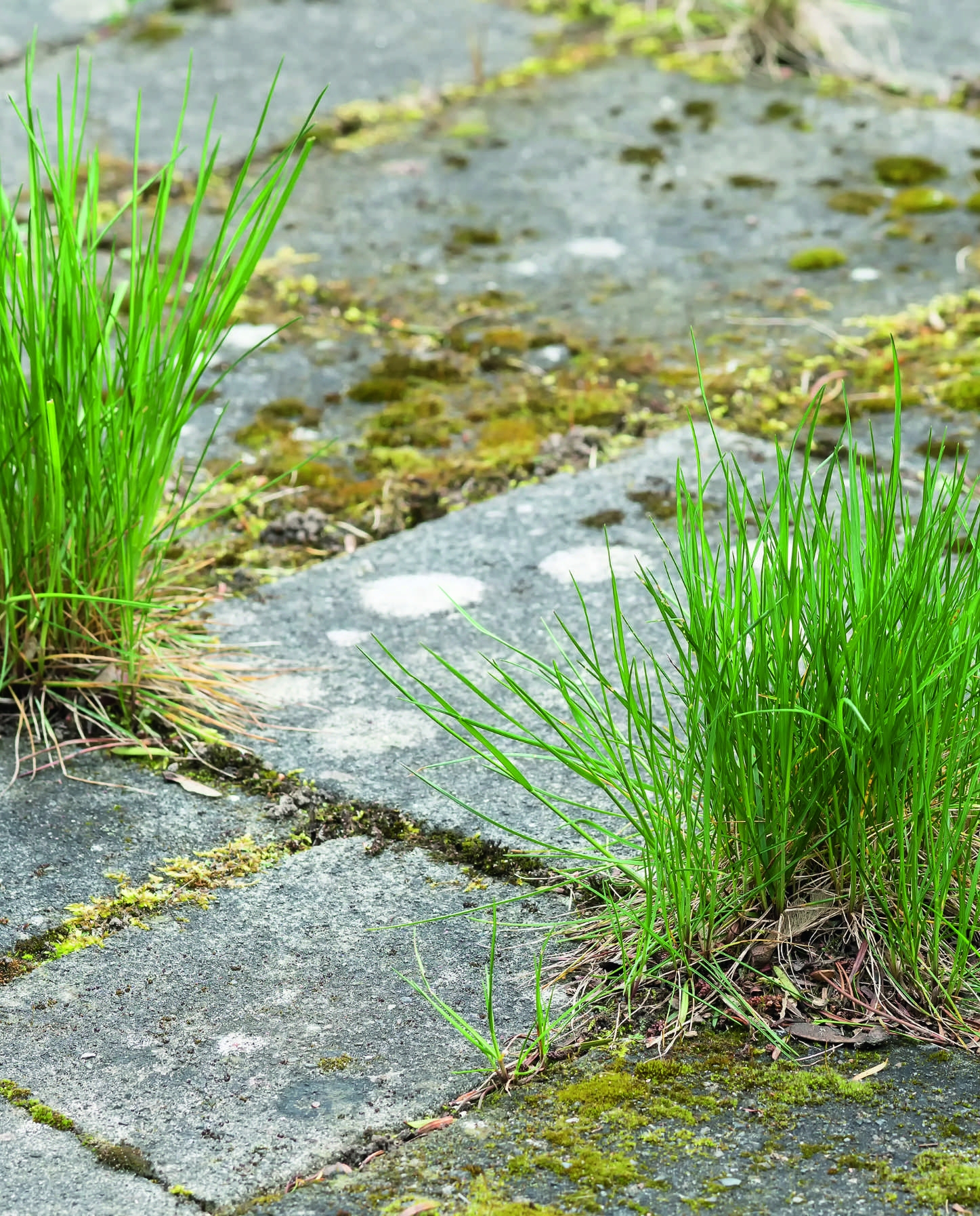 Concrete and weeds